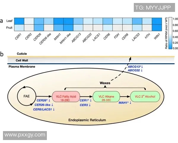 上海排球队盯防体系解析及其在排球战术中的应用探讨 上海排球队盯防体系解析及其在排球战术中的应用探讨